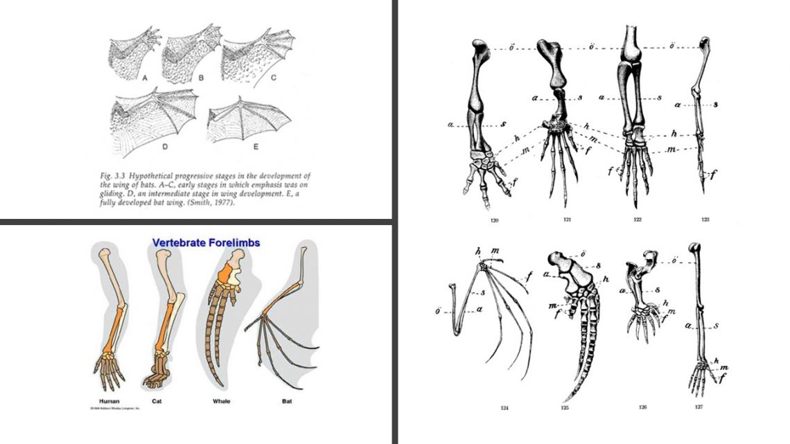 download free homologous structures
