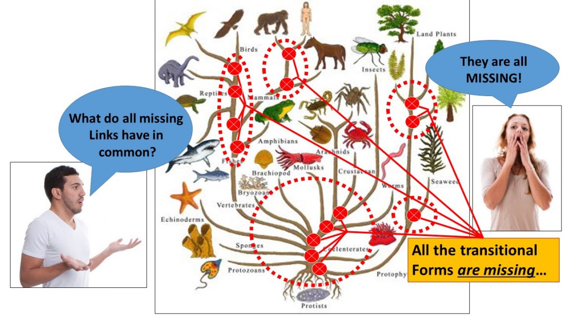 the missing link in evolution