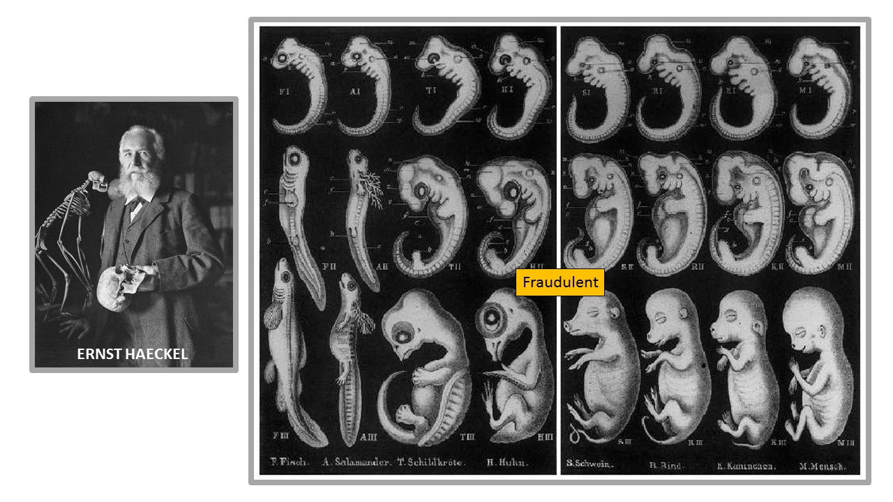 haeckel-embryo-fake-drawings.jpg
